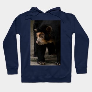 Spectacled Bear Hoodie